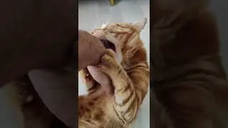 кот АЛЕКС ❤❤