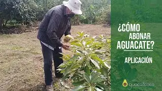 Cómo ABONAR o FERTILIZAR nuestro aguacate- PARTE 2: Aplicación 🥑🥑🥑