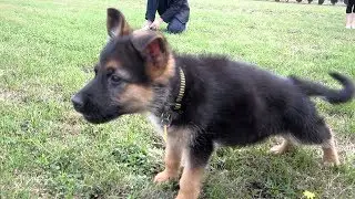 MY CUTEST GERMAN SHEPHERD GETTING TICKLE