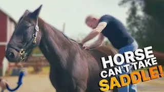 Rescue Horse 