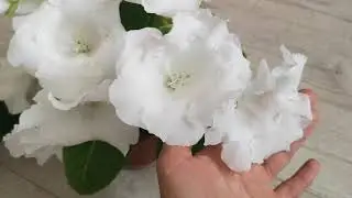 Глоксиния – важные советы по уходу, чтобы снова порадовала цветением.