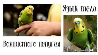 Язык тела волнистого попугая // поведение // Ириска and Кеша