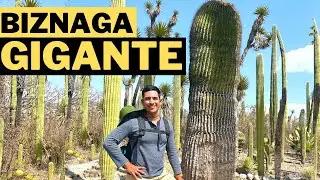 La biznaga gigante de más de 1000 años del Valle de Tehuacán, México.