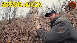 Собираю клещей и березовый сок на Сахалине