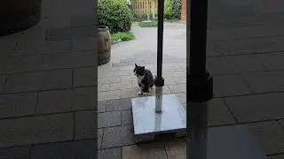 Семь утра. Ждём у двери😉 #cat #кот #животные