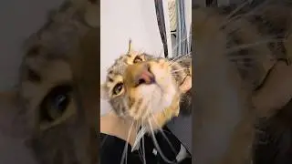 Grooming a Calico Maine Coon
