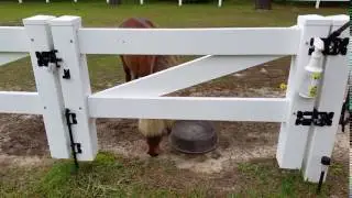 Neighbor's Horse 2016 05 31 17 29 58