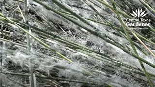 Muhly grass mealybug + Prep Containers for Winter