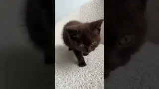 Cute cat #cute #animal #cat