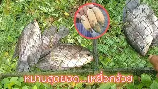 ปลาเข้าเป็นฝูง หมานสุดๆเหยื่อกล้วยที่เหลือ ep.589