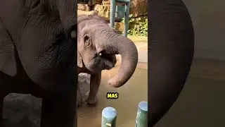 Never doubt the intelligence of an elephant... 🐘