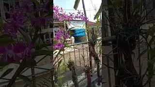 anggrek cantik depan rumah