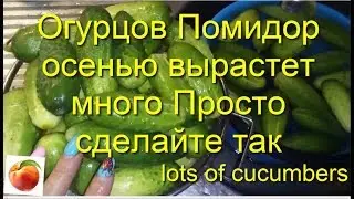Cucumbers Tomatoes will grow a lot Care Just do it Cucumbers Tomatoes will grow a lot Result