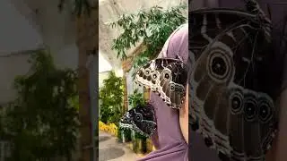 Morpho Butterflies🦋 #viral #viralshorts #butterfly