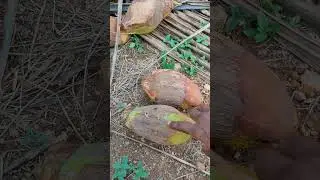சிறிய தேங்காய்களை வியாபாரிக்கு கொடுக்க வேண்டாம்.