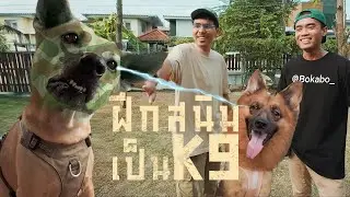 พาสนิมฝึกเป็น K9