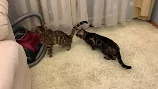 Бенгальские коты 🐱 знакомство 🧽🪣 Генеральная уборка гарантирована