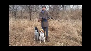 Мифы и легенды. Английский пойнтер
