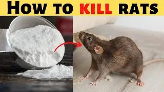how to kill rats