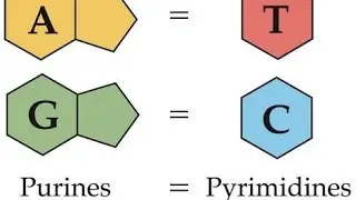 purines और pyrimidines में अंतर कैसे याद रखे ? Structure of purines pyrimidine | Biochemistry | GPAT