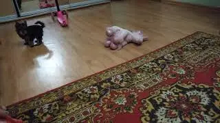 Йорк Ника после купания