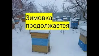 Зимовка продолжается