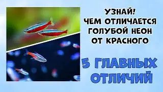 How to distinguish between blue and red neon neon aquarium fish. Key differences.