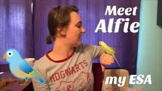 Meet my Emotional Support Animal