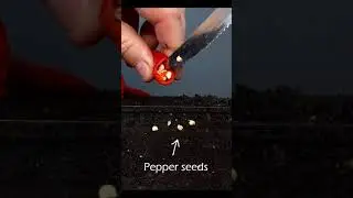 Growing chili pepper plant from seed 
