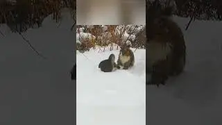 #Котята