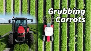 Grubbing Carrots - R.A Owen