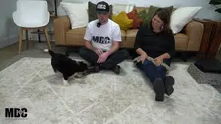 Misty Our Available F1 Mini Bernedoodle Puppy Here at Mountain Dog Companion!