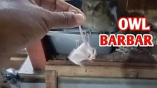 Burung Hantu Celepuk