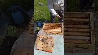 Начал Максим под силивать семьи и рассказывает про белковую подкормку. 