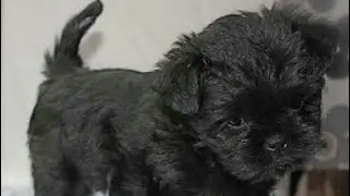 Meu cachorrinho Billy