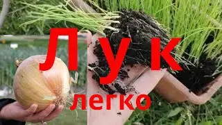Как легко посадить рассаду лука эксибишен Лук комета  Ялтинский лук Лук из рассады сельская жизнь