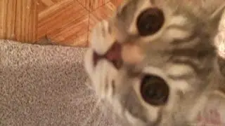 кошачье веселье