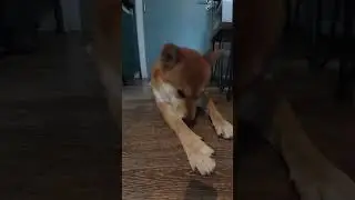 Puppy obsessively cleaning his paws 