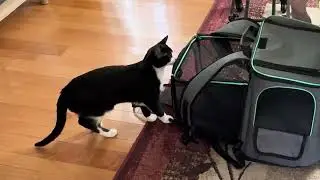 Cat Backpack - Expands Too - Perfect for Vet Trips