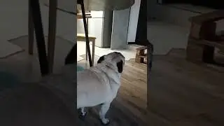 #собака #pug #забавные #животные #милый #собаки