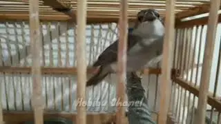 Sikatan Londo super gacor