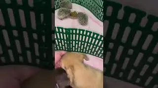 Очень любопытно.