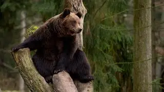 Кацап - русское слово и это не козёл.