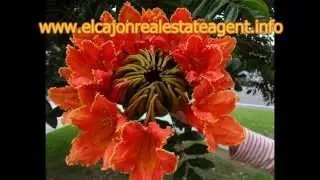 El Cajon real estate agent