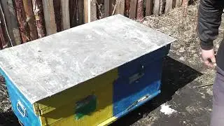 put strips from the varroa mite.when to put strips of varroa mite