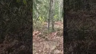 Два рогача