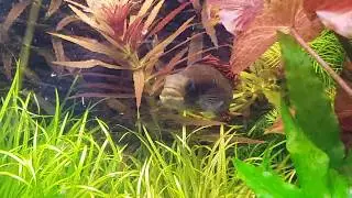 Planted tank - dinner time