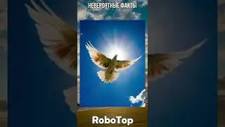 Как ориентируются голуби в полете 