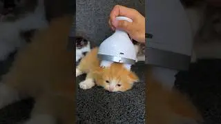 TOP 5 mainan kucing terkaporit versi babu 🙀 #kucinglucu #cat #kucing #kitten