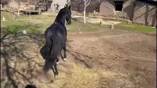Horse meeting